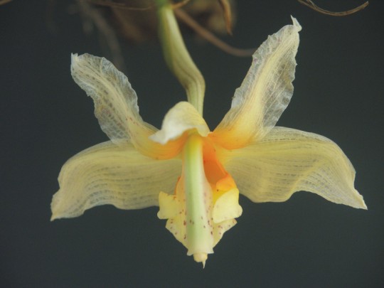 Stanhopea radiosa